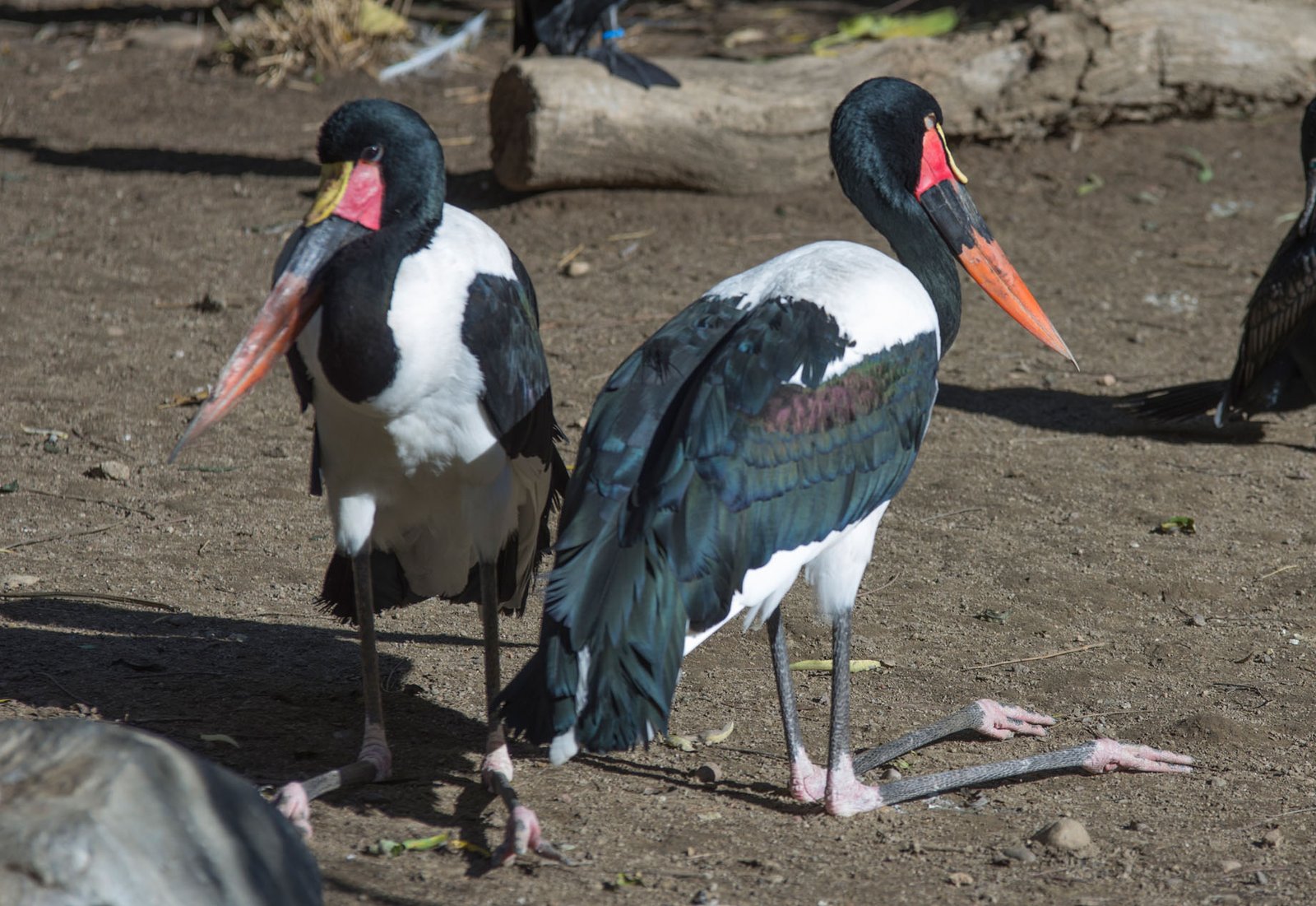 San Diego Zoo Part I 101